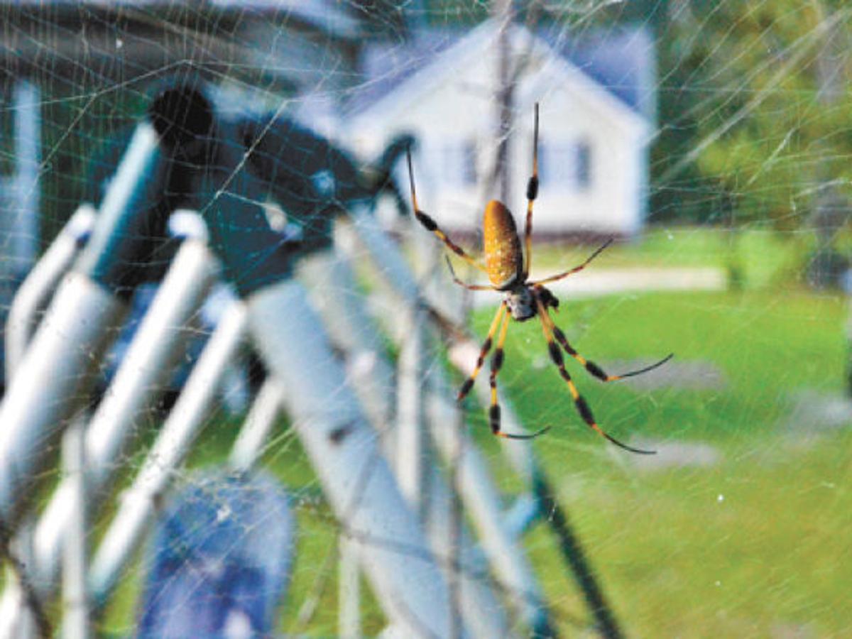 pics Banana Golden Orb Spider Size large banana spiders up in area local
