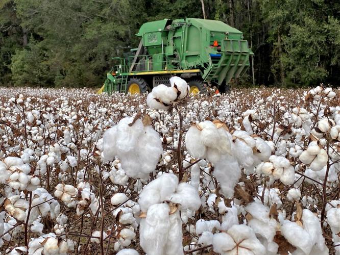 Cotton Harvest