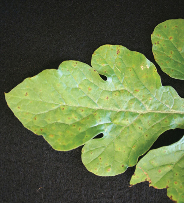 Downy mildew threat to cucurbits and watermelons