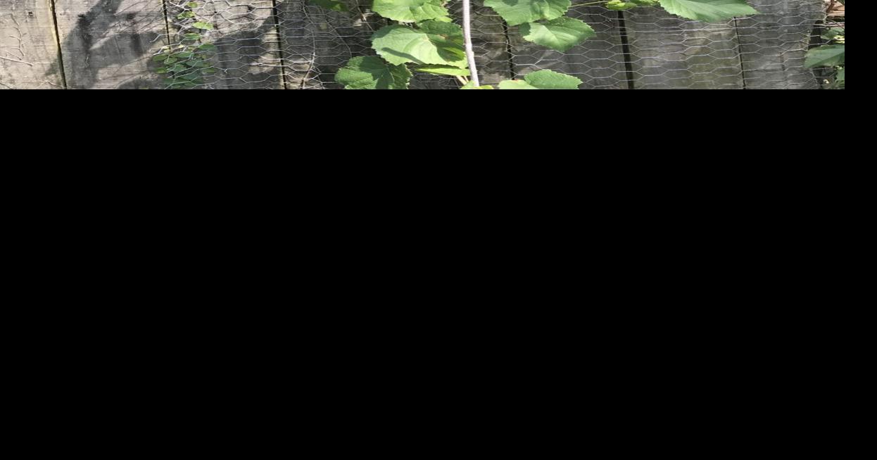 GARDEN COLUMN Support for vines