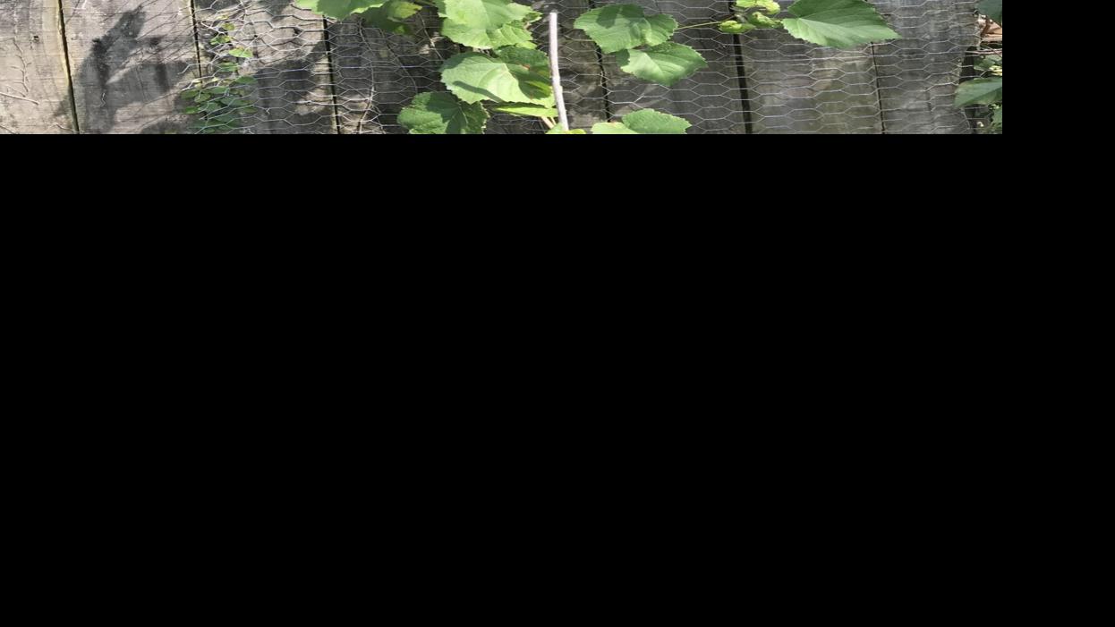 Yard COLUMN: Aid for vines | Home & Back garden