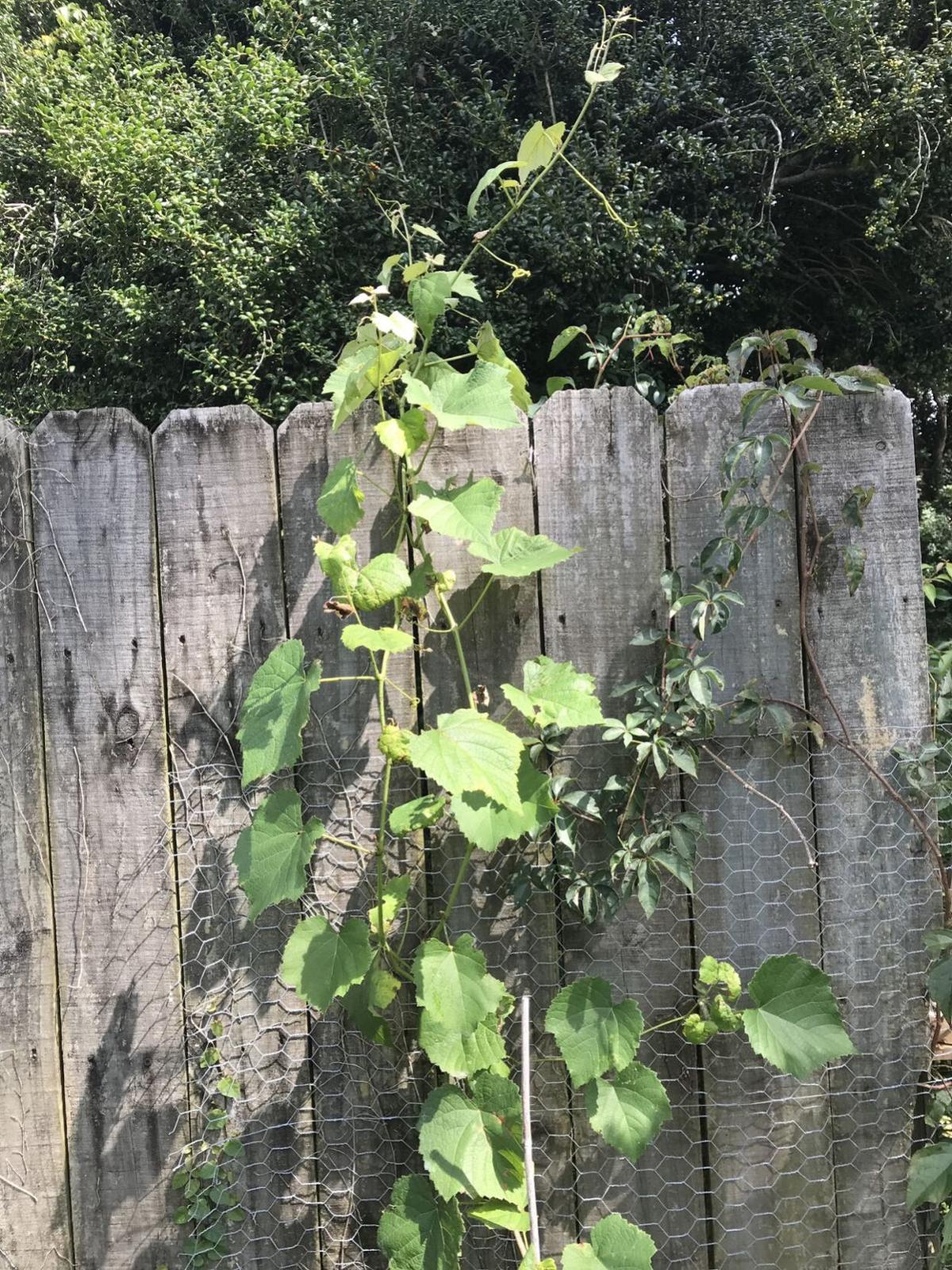 Grape vine