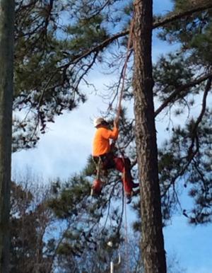 Tree man.jpg