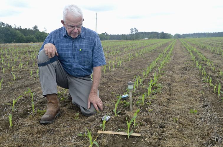 Traywick Farms Corn Crop