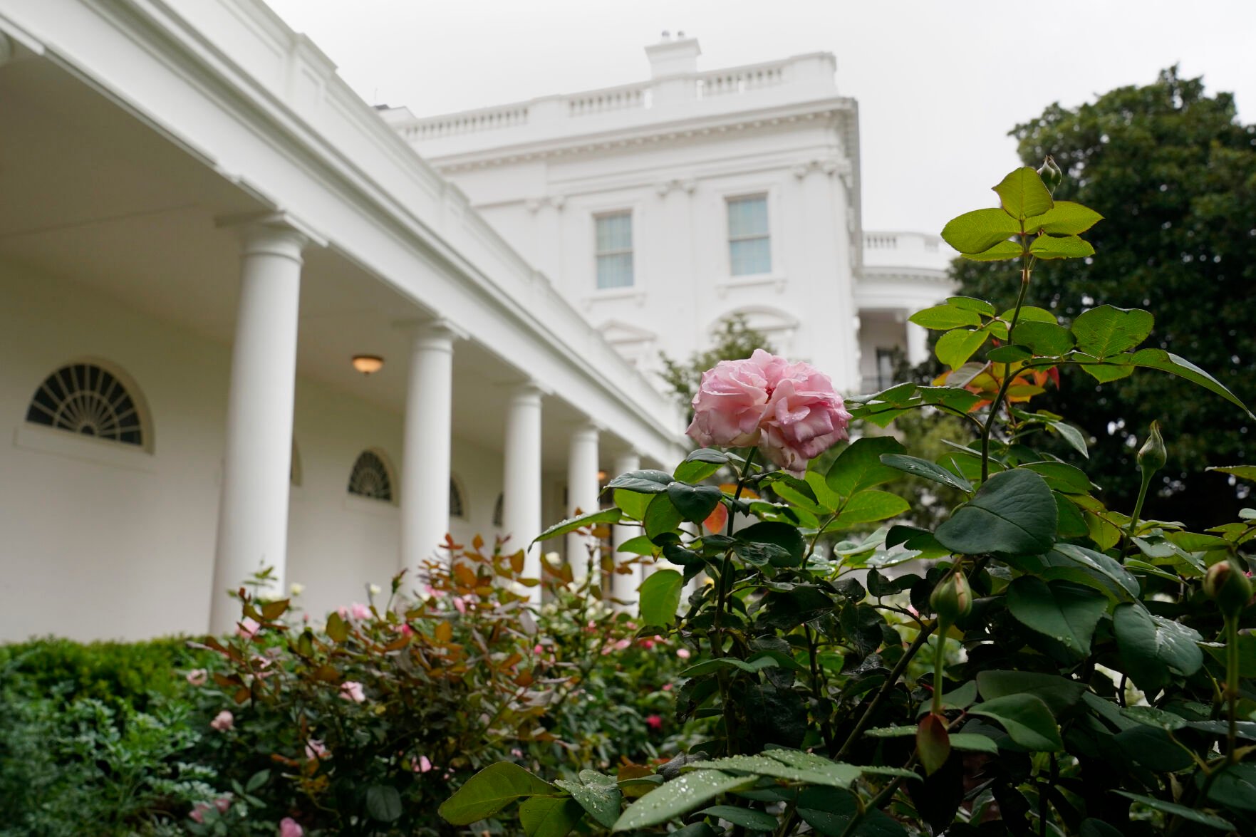 Photos An Up Close Look At The Newly Renovated White House Rose Garden   5f43ea3819cf3.image 