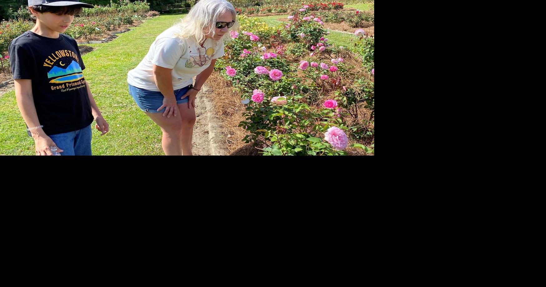 Orangeburg gearing up for 50th Festival of Roses; Mayor ‘We have so