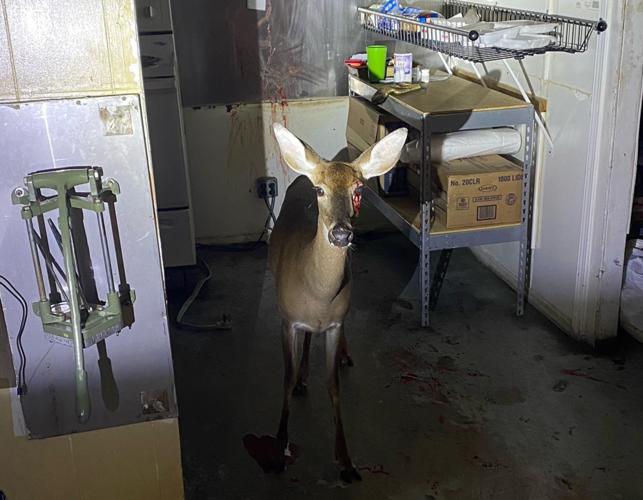 Deer crashes into Holly Hill restaurant; SCDNR Interactions with
