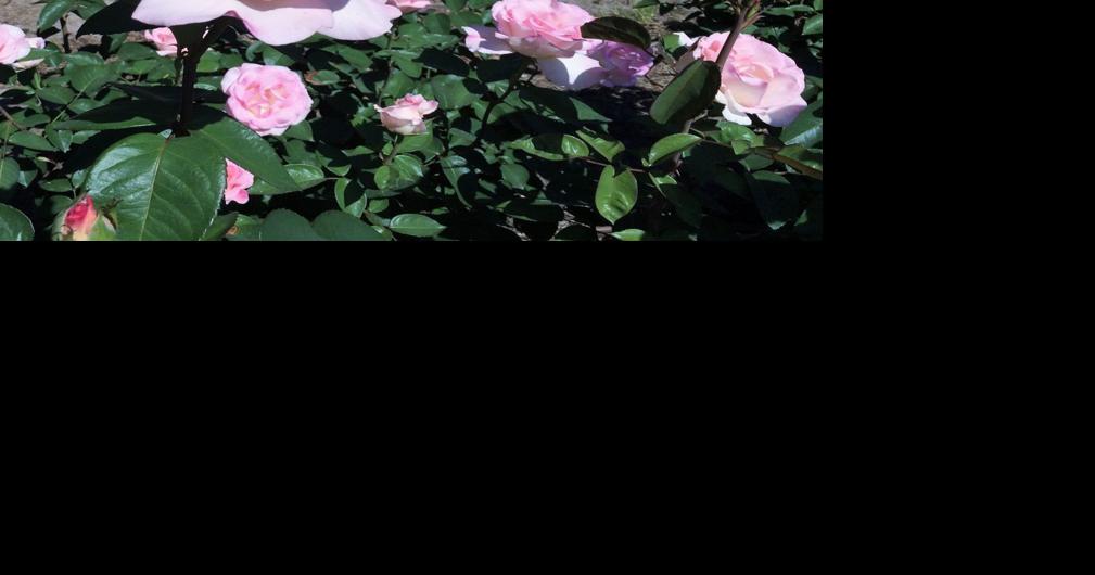 Orangeburg ready for Festival of Roses Orangeburg County Democratic Party