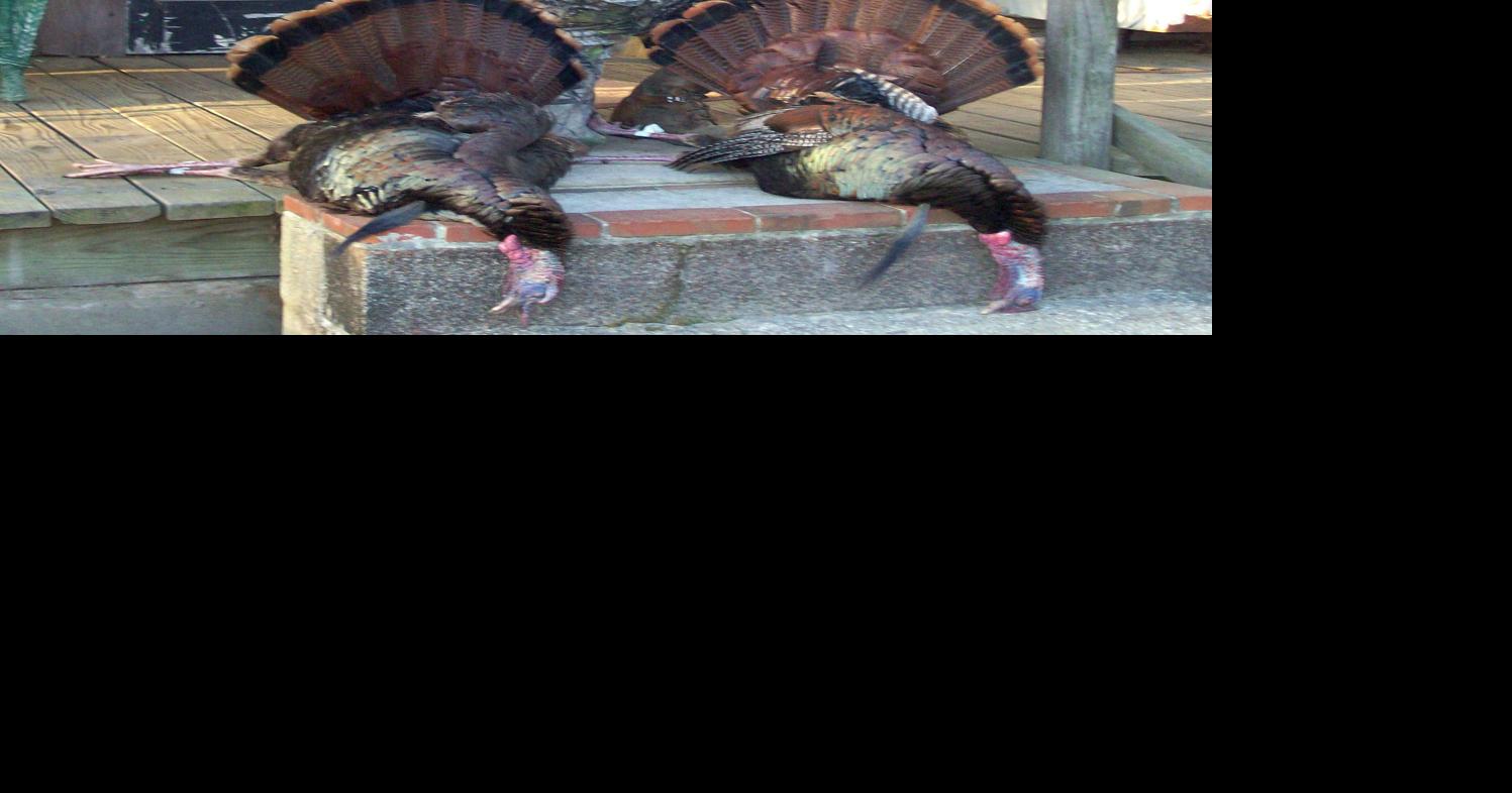 New S.C. law changes turkey hunting, bag limit