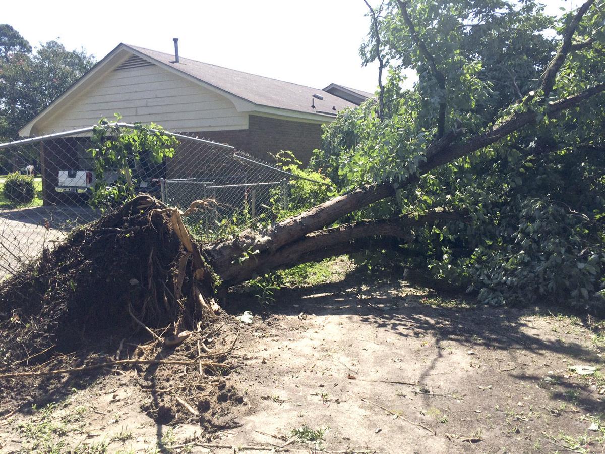 Storm ‘Whoo! Whoo!’; trees knocked down, power knocked out