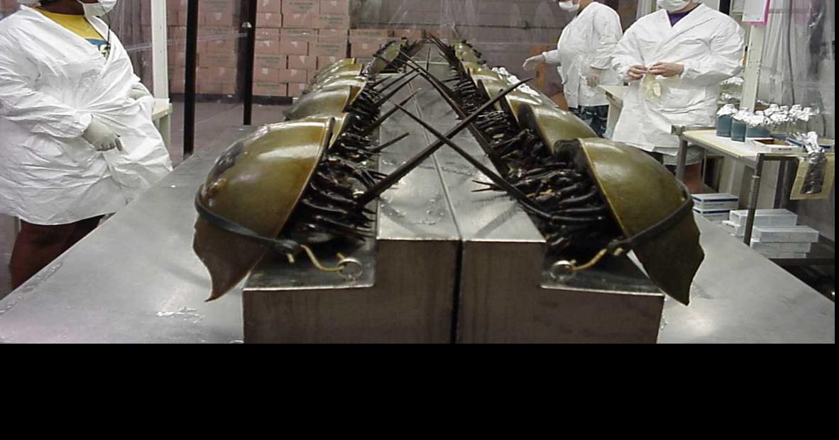 Harvesting of horseshoe crabs halted in SC