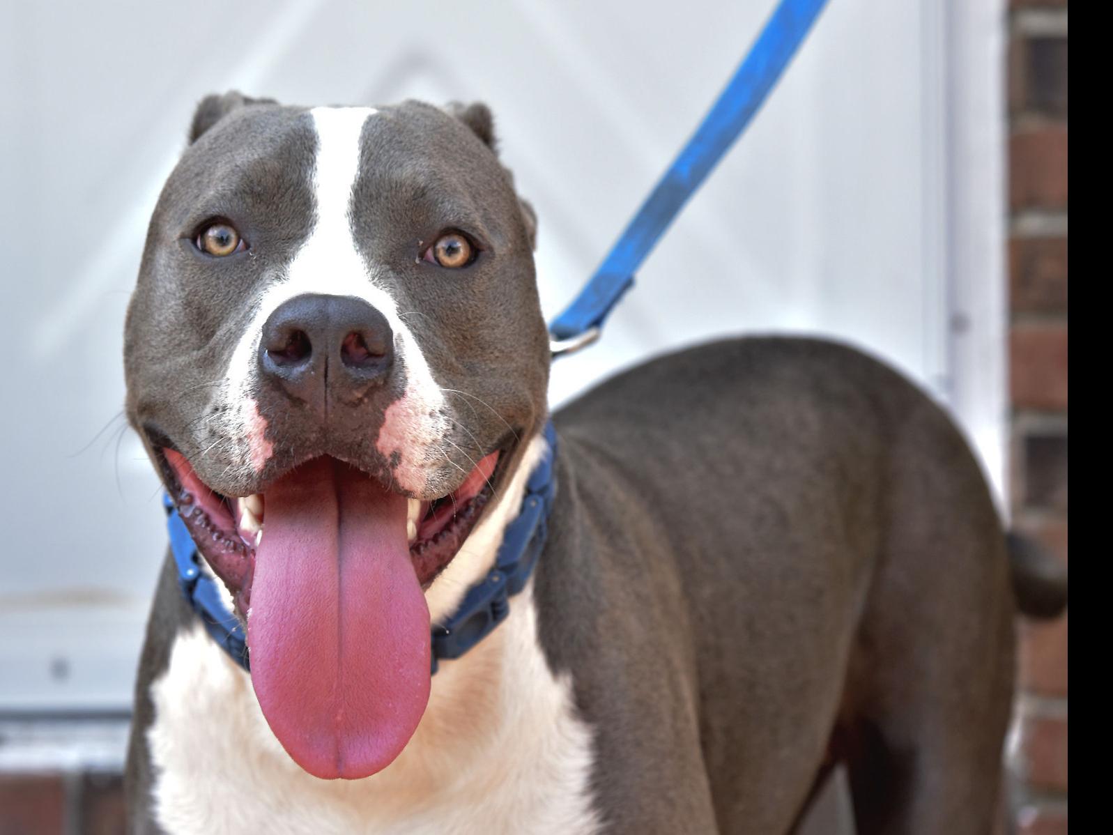 American Bully Claims 2017 Pet Idol Title News Thetandd Com