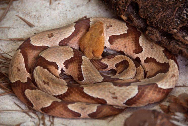 How to keep copperheads out of your yard