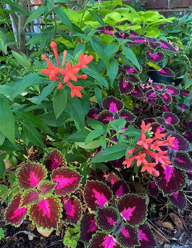 Bouvardia / Hummingbird Flower Plants - Browse by Botanical Name