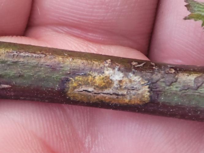 2 key issues face fruits, veggies