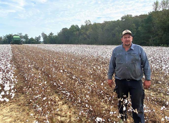 Cotton Harvest
