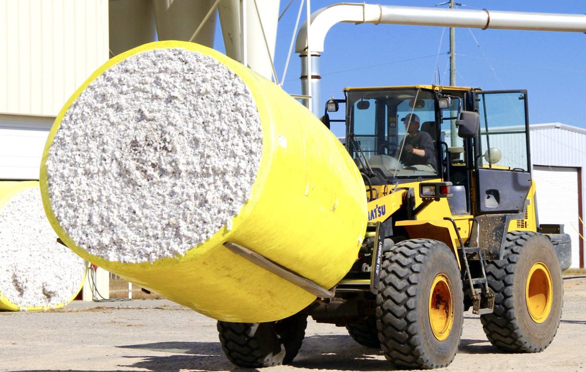 GINNING COTTON Agriculture