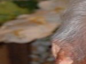 Brice W Bishop Jr Ehrhardt Obituaries Thetandd Com