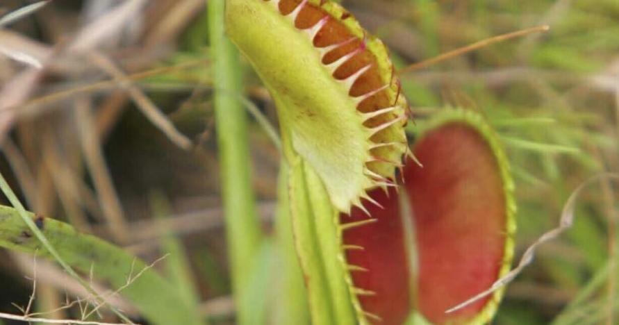 Venus fly trap not endangered, agency says - Vimarsana News