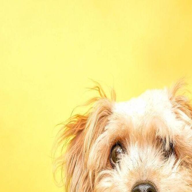 Seniors in S.C. can get assistance for pets