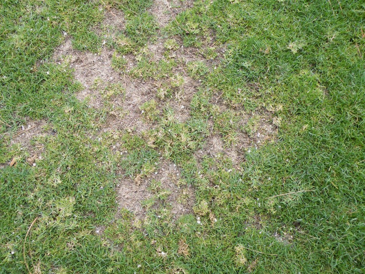 Clemson Announces 2020 Turf School Locations Business Thetandd Com