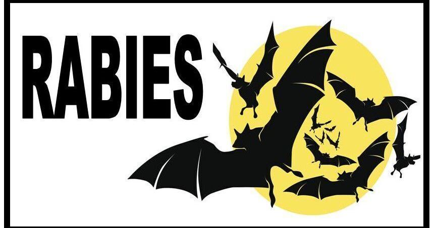 How to protect yourself from bat bites and rabies