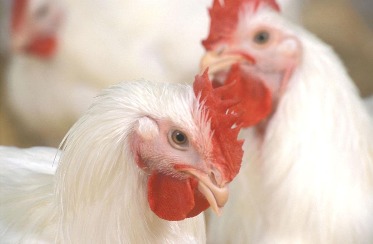 Avian flu