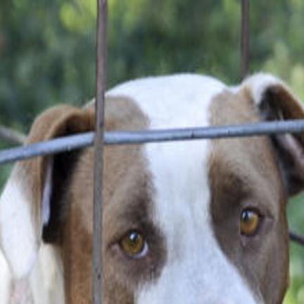 Opinion Orangeburg Can Do Better For Animals Rescue Group Marks