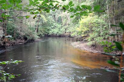 Edisto River | Library | thetandd.com