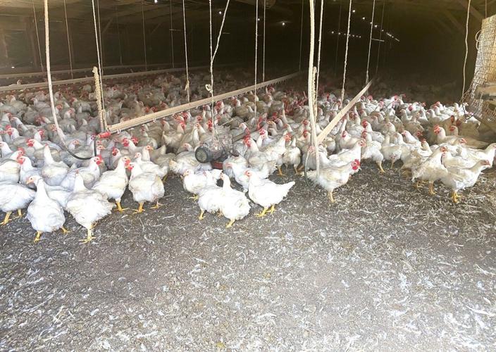 Orangeburg County Poultry