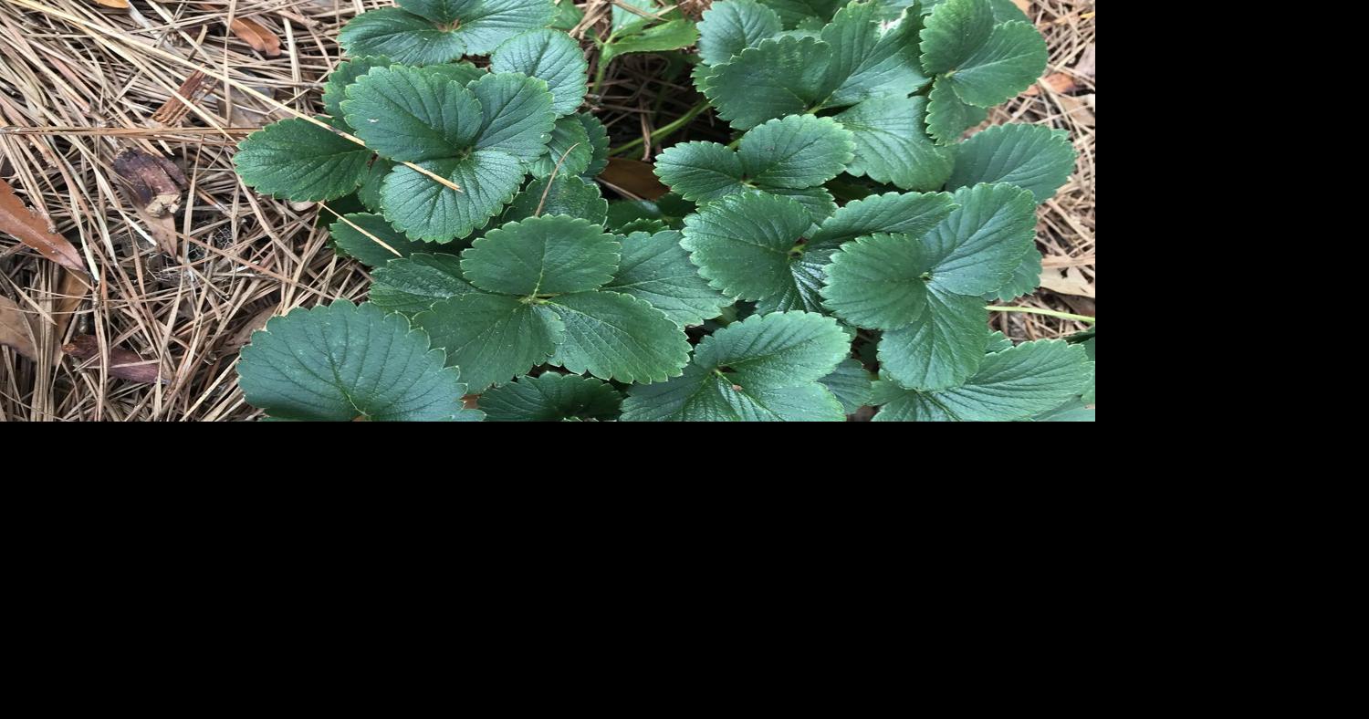GARDEN COLUMN: Putting the garden to bed for winter | Home & Garden