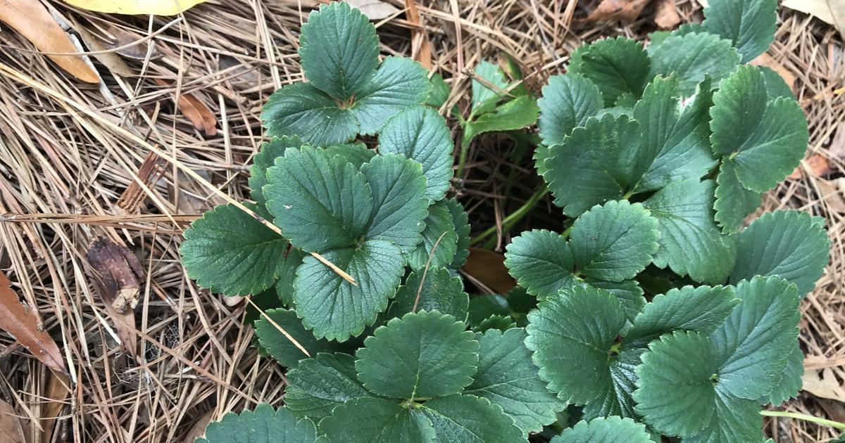 GARDEN COLUMN: Putting the garden to bed for winter | Home & Garden GARDEN COLUMN: Putting the garden to bed for winter | Home & Garden