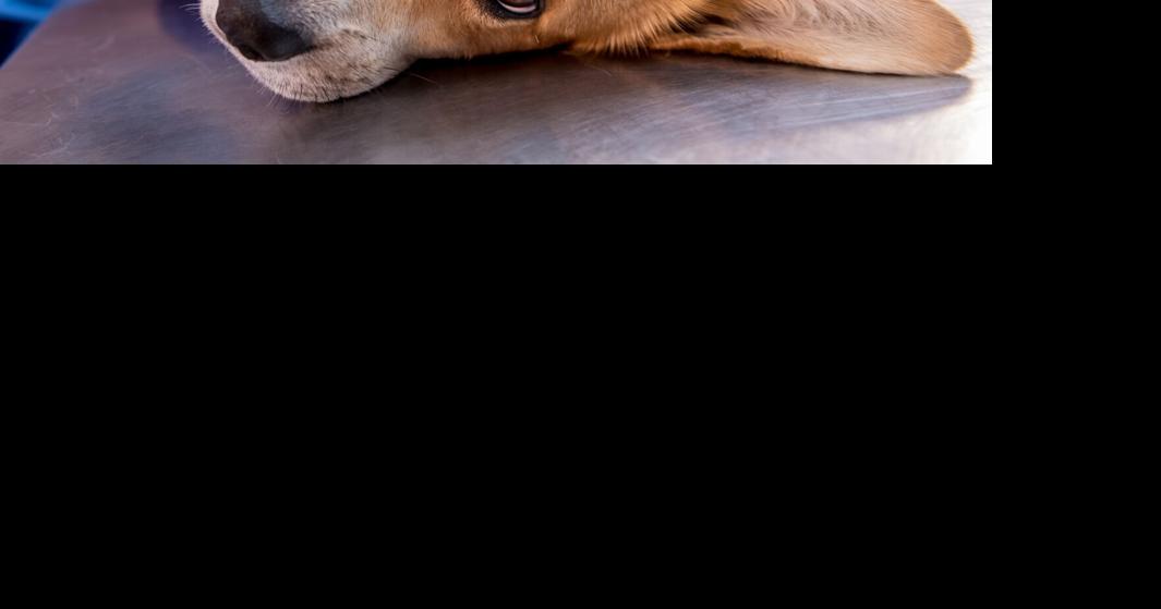 Clemson trustees OK property deal, vet school progresses