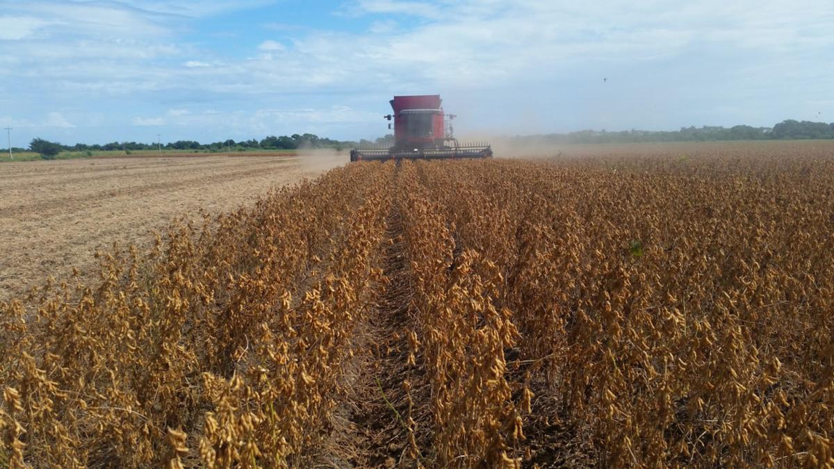 New soybean cultivar extends planting season and growing region
