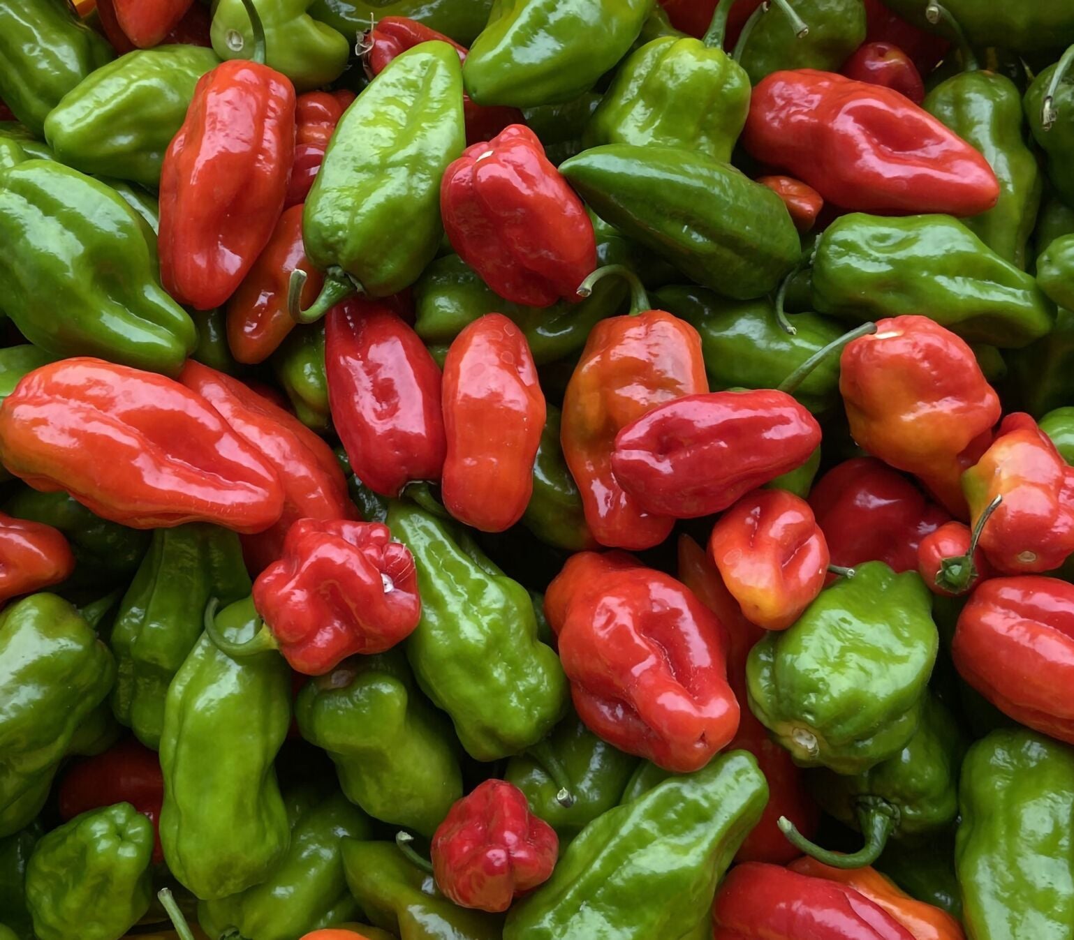 thetandd.com - DENISE ATTAWAY Clemson University - 2026 SPRING FARM EDITION The fungus among us: Pepper industry in jeopardy DONE