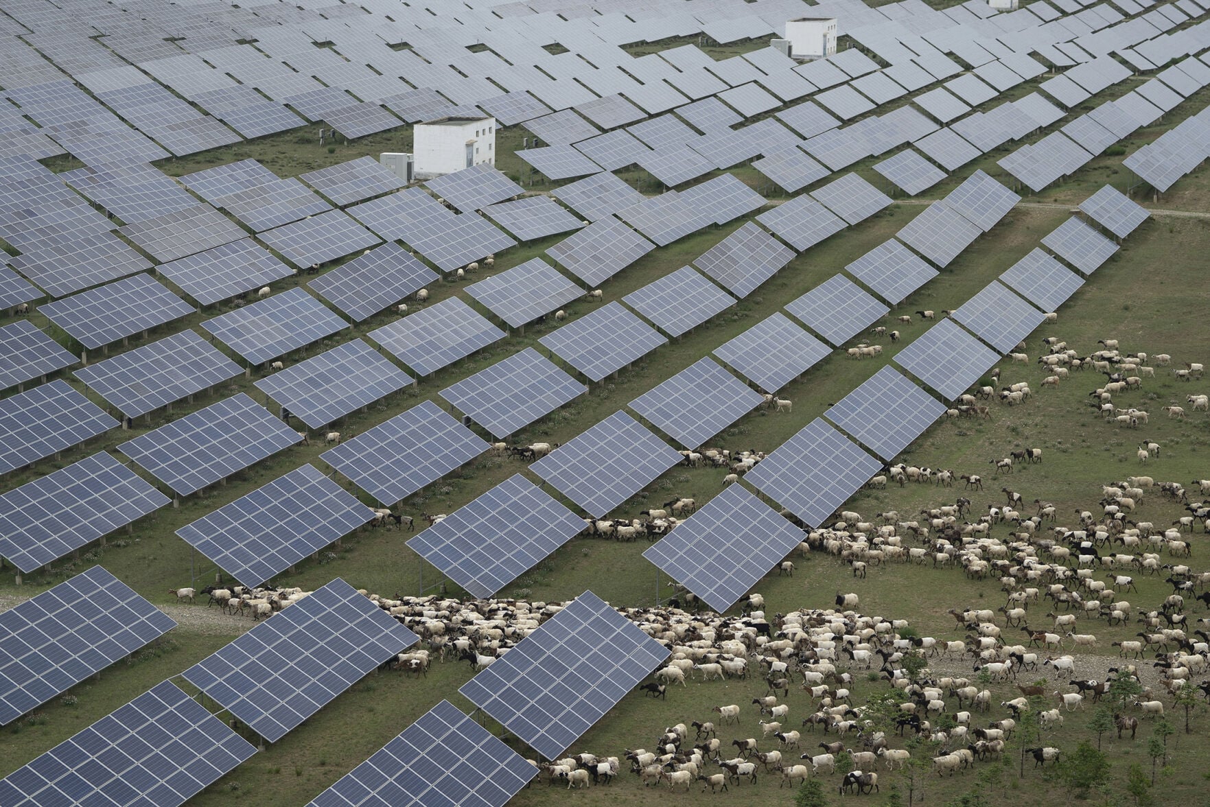 thetandd.com - GENE ZALESKI T&D Staff Writer - INDUSTRY APPRECIATION 2025-2026 Sheep will graze at solar farm