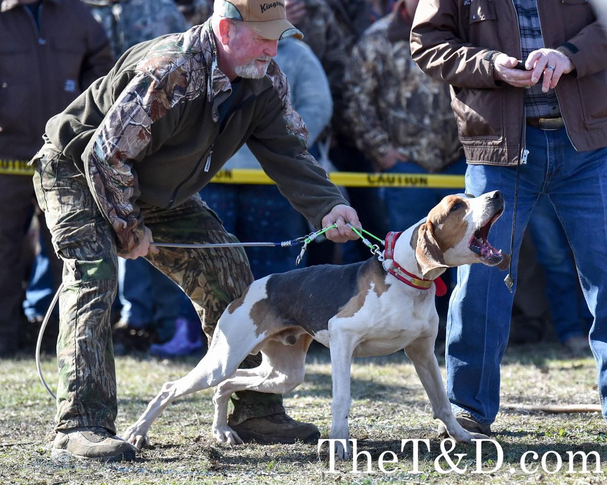 IN PHOTOS Saturday at the 53rdAnnual Grand American Coon Hunt