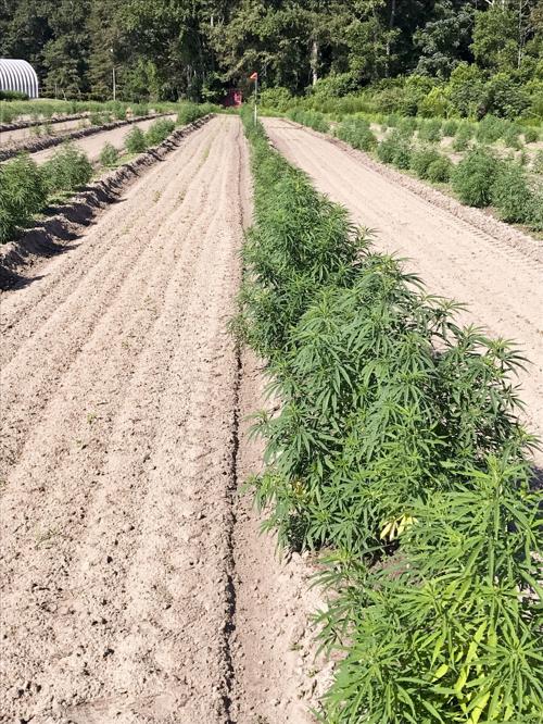 Orangeburg County Hemp