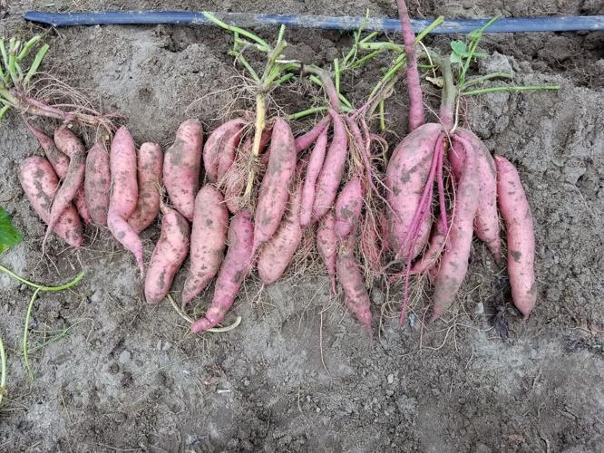 EREC Sweet Potatoes