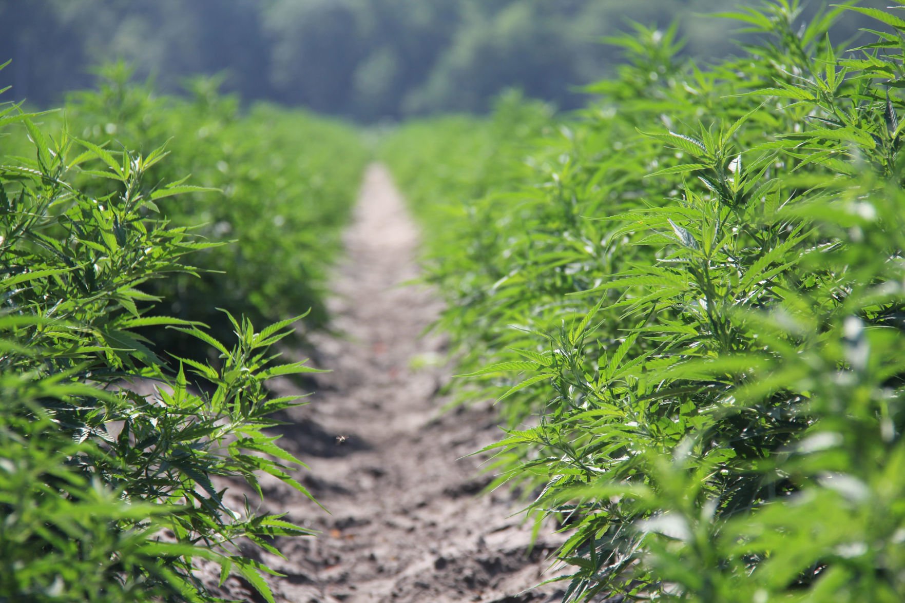 Learning How To Farm Hemp: Presence Of Crop Locally Will Expand In ...