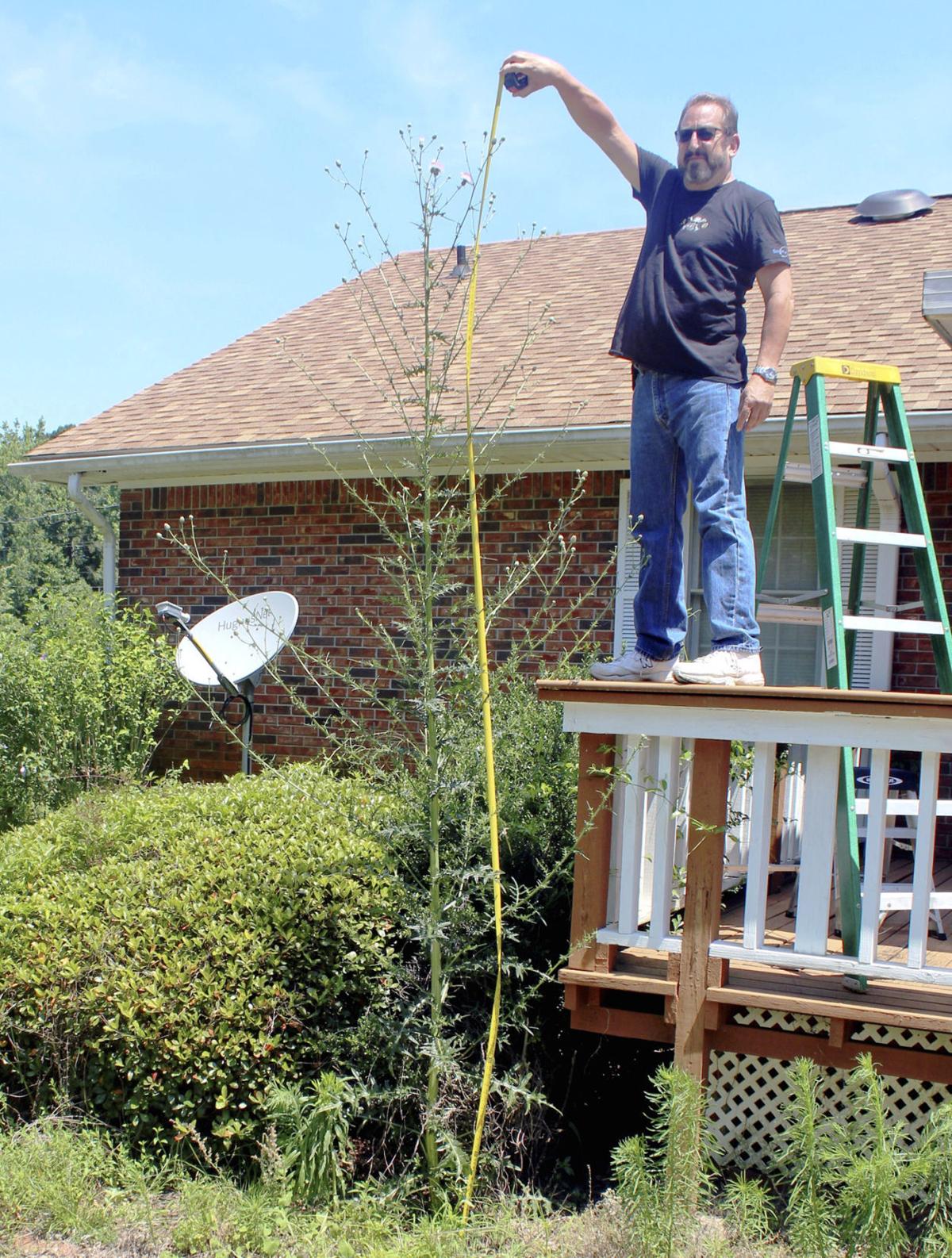 Worldrecord weed? Orangeburg man's thistle is 3 feet taller than