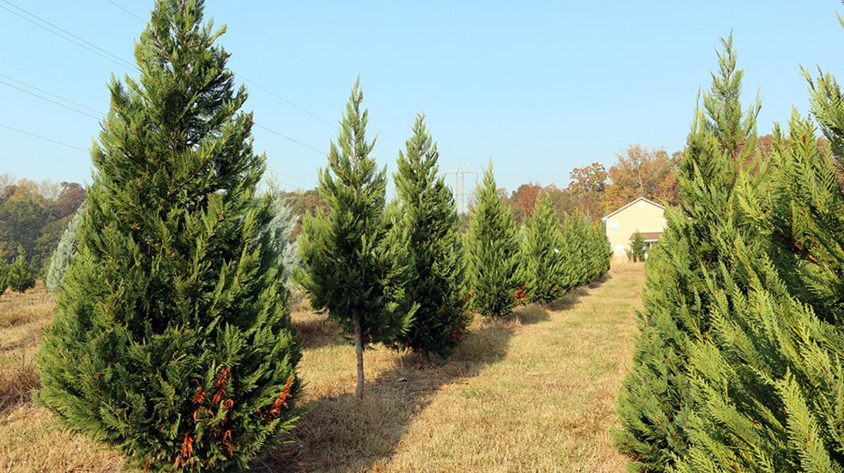 Christmas trees farmers feeling festive