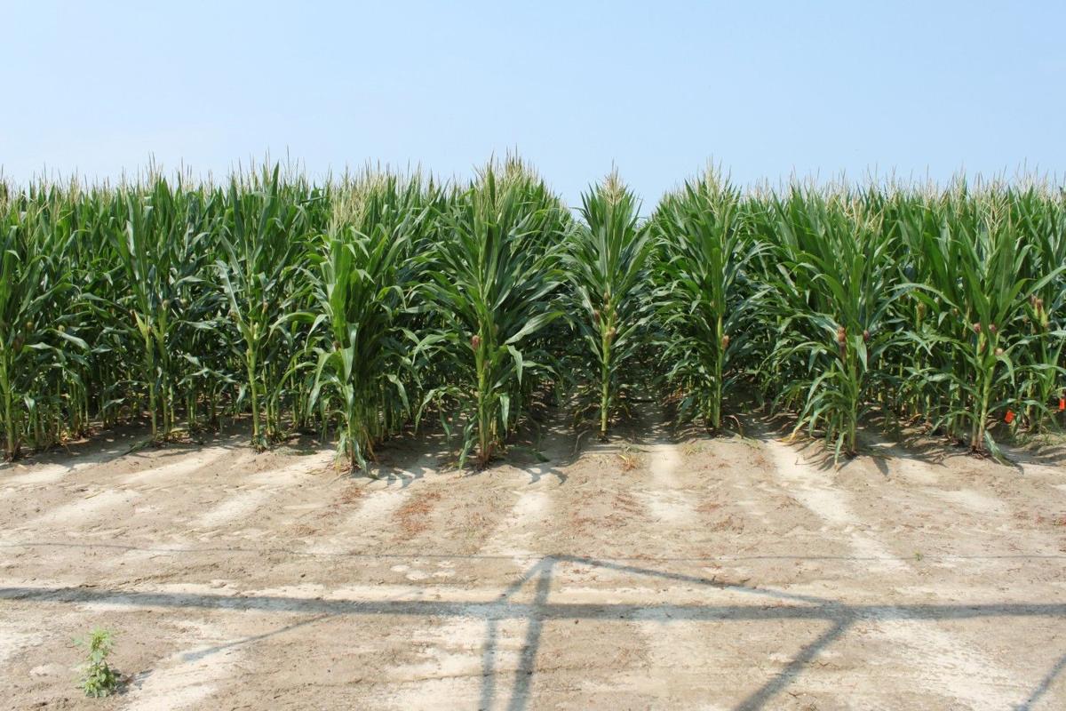 corn crop