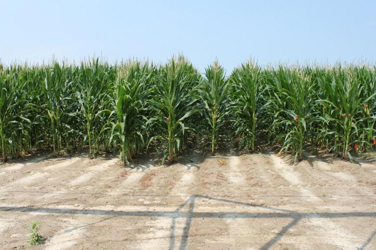 corn crop