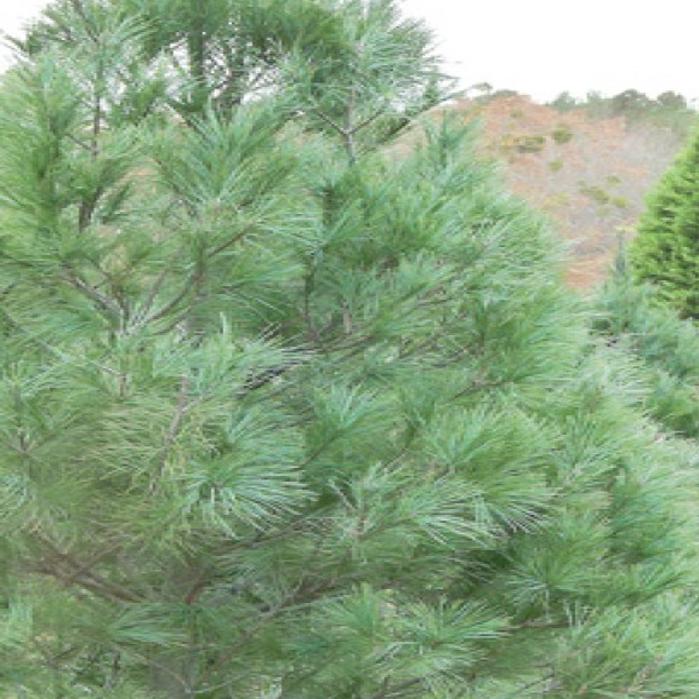 Christmas Tree Demand May Be Strong Again Agriculture Thetandd Com