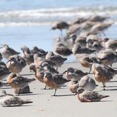 SC islands important to red knot migration - Vimarsana News