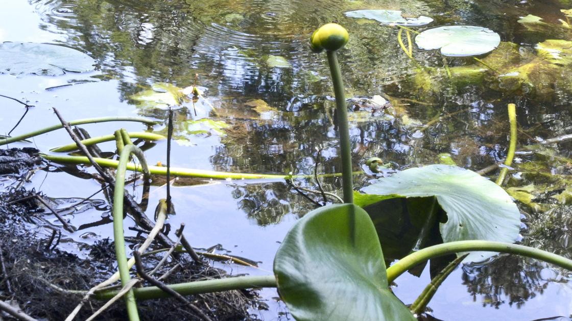 Edisto River Council seeks balance among water users - The Times and Democrat