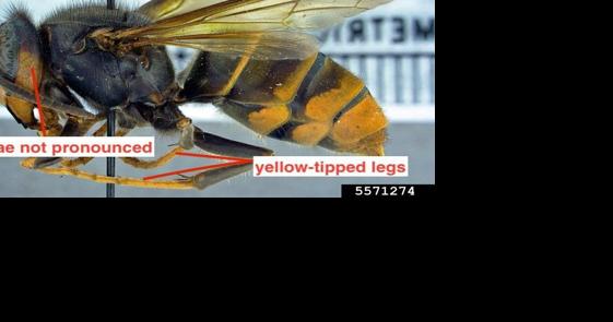 Iinvasive hornet found in Savannah - Vimarsana News