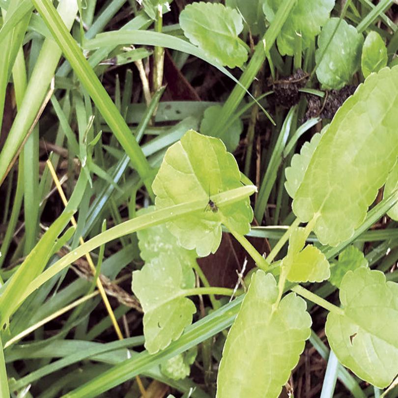 Lawn Weeds Make A Mess Of The Lawn Lifestyles Thetandd Com