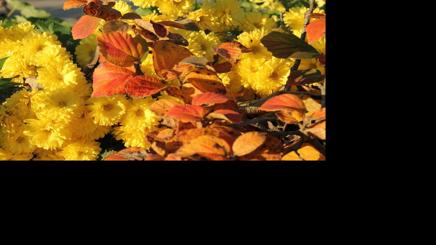 Backyard COLUMN: Feelings for fall | Residence & Garden